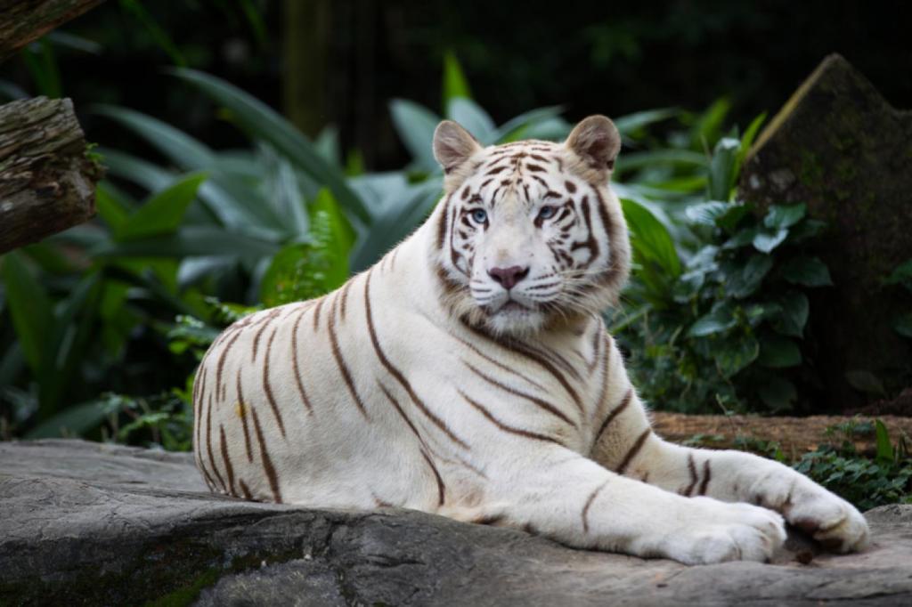 A Feh&eacute;r Tigris a m&eacute;lt&oacute;s&aacute;g &eacute;s a fegyelem jelk&eacute;pe
