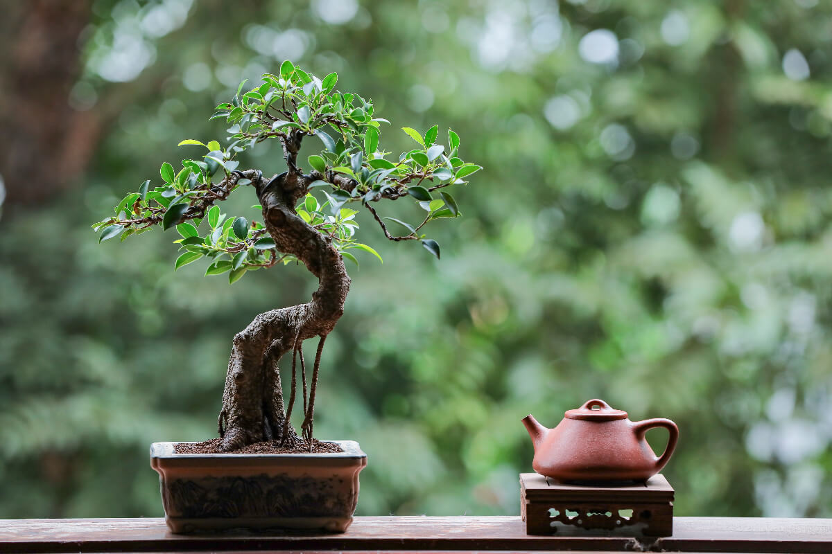 igaz t&ouml;rt&eacute;net bonsai