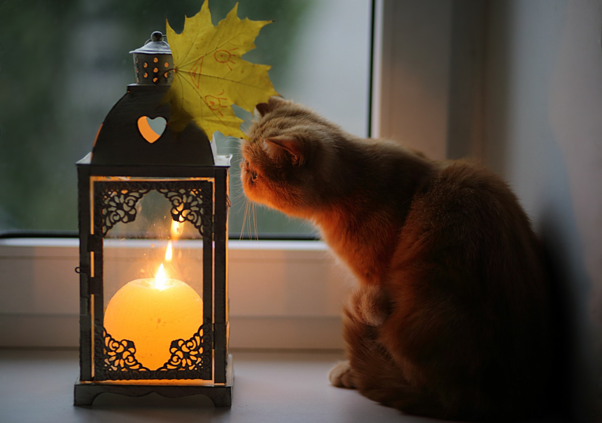 Napi horoszk&oacute;p november 2